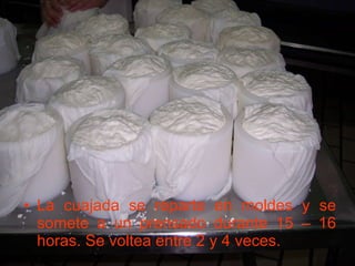 La cuajada se reparte en moldes y se somete a un prensado durante 15 – 16 horas. Se voltea entre 2 y 4 veces. 