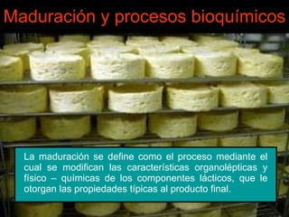 La maduración se define como el proceso mediante el cual se modifican las características organolépticas y físico – químicas de los componentes lácticos, que le otorgan las propiedades típicas al producto final. Maduración y procesos bioquímicos 