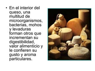 En el interior del queso, una multitud de microorganismos, bacterias, mohos y levaduras forman otros que incrementan su digestibilidad, valor alimenticio y le confieren su gusto y aroma particulares. 