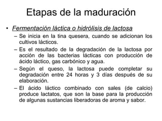 Etapas de la maduración Fermentación láctica o hidrólisis de lactosa Se inicia en la tina quesera, cuando se adicionan los cultivos lácticos. Es el resultado de la degradación de la lactosa por acción de las bacterias lácticas con producción de ácido láctico, gas carbónico y agua. Según el queso, la lactosa puede completar su degradación entre 24 horas y 3 días después de su elaboración. El ácido láctico combinado con sales (de calcio) produce lactatos, que son la base para la producción de algunas sustancias liberadoras de aroma y sabor. 