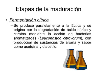 Etapas de la maduración Fermentación cítrica Se produce paralelamente a la láctica y se origina por la degradación de ácido cítrico y citratos mediante la acción de bacterias aromatizadas ( Leuconostoc citrovorum ), con producción de sustancias de aroma y sabor como acetoína y diacetilo.  