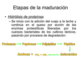Etapas de la maduración Hidrólisis de proteínas Se inicia con la adición del cuajo a la leche y continúa en el queso por acción de las enzimas proteolíticas liberadas por los cuerpos bacteriales de los cultivos lácticos, pasando por procesos de degradación: Proteasas Peptonas Polipéptidos Péptidos Aminoácidos Aminas + CO 2  + NH 3 
