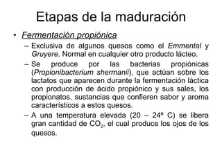 Etapas de la maduración Fermentación propiónica Exclusiva de algunos quesos como el  Emmental  y  Gruyere . Normal en cualquier otro producto lácteo. Se produce por las bacterias propiónicas ( Propionibacterium shermanii ), que actúan sobre los lactatos que aparecen durante la fermentación láctica con producción de ácido propiónico y sus sales, los propionatos, sustancias que confieren sabor y aroma característicos a estos quesos. A una temperatura elevada (20 – 24º C) se libera gran cantidad de CO 2 , el cual produce los ojos de los quesos. 