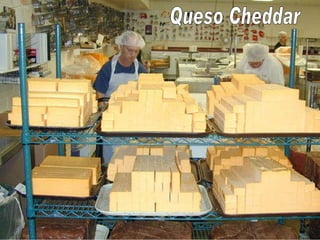 Queso Cheddar 