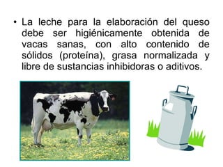 La leche para la elaboración del queso debe ser higiénicamente obtenida de vacas sanas, con alto contenido de sólidos (proteína), grasa normalizada y libre de sustancias inhibidoras o aditivos. 