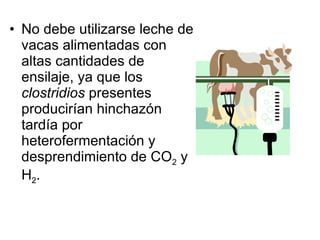No debe utilizarse leche de vacas alimentadas con altas cantidades de ensilaje, ya que los  clostridios  presentes producirían hinchazón tardía por heterofermentación y desprendimiento de CO 2  y H 2 . 