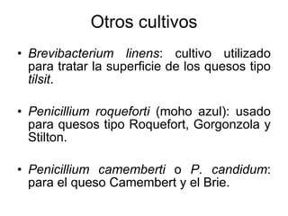 Otros cultivos Brevibacterium linens : cultivo utilizado para tratar la superficie de los quesos tipo  tilsit . Penicillium roqueforti  (moho azul): usado para quesos tipo Roquefort, Gorgonzola y Stilton. Penicillium camemberti  o  P. candidum : para el queso Camembert y el Brie. 