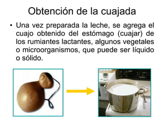 Obtención de la cuajada Una vez preparada la leche, se agrega el cuajo obtenido del estómago (cuajar) de los rumiantes lactantes, algunos vegetales o microorganismos, que puede ser líquido o sólido. 