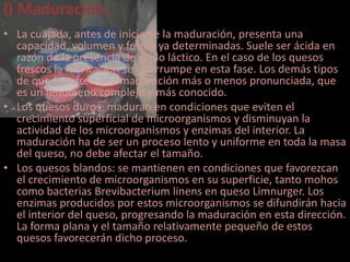 l) Maduración:
• La cuajada, antes de iniciarse la maduración, presenta una
  capacidad, volumen y forma ya determinadas. Suele ser ácida en
  razón de la presencia de ácido láctico. En el caso de los quesos
  frescos la fabricación se interrumpe en esta fase. Los demás tipos
  de queso sufren una maduración más o menos pronunciada, que
  es un fenómeno complejo y más conocido.
• Los quesos duros: maduran en condiciones que eviten el
  crecimiento superficial de microorganismos y disminuyan la
  actividad de los microorganismos y enzimas del interior. La
  maduración ha de ser un proceso lento y uniforme en toda la masa
  del queso, no debe afectar el tamaño.
• Los quesos blandos: se mantienen en condiciones que favorezcan
  el crecimiento de microorganismos en su superficie, tanto mohos
  como bacterias Brevibacterium linens en queso Limnurger. Los
  enzimas producidos por estos microorganismos se difundirán hacia
  el interior del queso, progresando la maduración en esta dirección.
  La forma plana y el tamaño relativamente pequeño de estos
  quesos favorecerán dicho proceso.
 