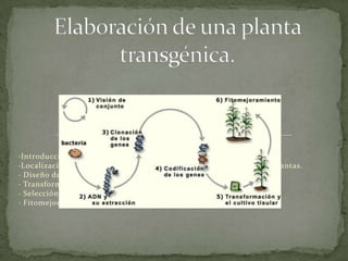 ·Introducción del ADN
·Localización de los genes que determinan las características de las plantas.
· Diseño de genes para la inserción.
· Transformación.
· Selección y regeneración.
· Fitomejoramiento
 