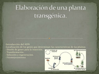 ·Introducción del ADN
·Localización de los genes que determinan las características de las plantas.
· Diseño de genes para la inserción.
· Transformación.
· Selección y regeneración.
· Fitomejoramiento
 