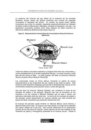 UNIVERSIDAD NACIONAL DE COLOMBIA, Sede Palmira




La anatomía del músculo del pez difiere de la anatomía de los animales
terrestres, porque carece del sistema tendinoso que conecta los paquetes
musculares al esqueleto del animal. En cambio, los peces tienen células
musculares que corren en paralelo, separadas perpendicularmente por tabiques
de tejido conectivo (Miocomata o Miosepto), ancladas al esqueleto y a la piel. Los
segmentos musculares situados entre estos tabiques de tejido conectivo se
denominan Miotomas (Miómeros) [8] (véase Figura 2).

   Figura 2. Representación macroscópica de la musculatura del jurel (Trachurus
                                  japonicus).




                               Fuente: Suzuki, 1987

Todas las células musculares extienden su longitud total entre dos miocomatas, y
corren paralelamente en el sentido longitudinal del pez. La masa muscular a cada
lado del pez forma el filete. La parte superior del filete se denomina Músculo
Dorsal y la parte inferior Músculo Ventral [8].

Los miocomatas corren en forma oblicua, formando un patrón de surcos
perpendiculares al eje longitudinal del pez, desde la piel hasta la espina. Esta
anatomía está idealmente adaptada para permitir la flexibilidad del músculo en los
movimientos necesarios para propulsar el pez a través del agua [8].

Hay tres tipos de músculo: Músculo Estriado, que constituye la carne de los
animales de abasto o del pescado; Músculo Liso que se encuentra en los
moluscos o en las vísceras y Músculo Cardíaco que es más o menos una
estructura intermedia entre las otras dos. La carne de los animales de abasto y
del pescado consta básicamente de músculo estriado que esta formado por
grupos de fibras musculares que presentan estriaciones [10].

El músculo del pescado puede dividirse en Músculo Blanco (carne blanca) y
Músculo Rojo (carne roja). El músculo rojo esta situado a lo largo de los laterales
del cuerpo, debajo de la piel [10]. Hay muchas diferencias en la composición
química de los dos tipos de músculo, siendo algunas de las más notables el alto
contenido de lípidos y hemoglobina presentes en el músculo oscuro. Desde el




                                                9
 