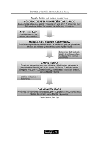 UNIVERSIDAD NACIONAL DE COLOMBIA, Sede Palmira


 Figura 5. Cambios en la carne de pescado fresco




           Fuente: Santoyo Diez, 2007




                               15
 