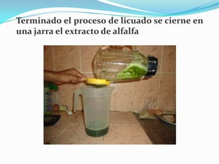 Elaboracion de extractos de plantas medicinales para tratar la anemia…