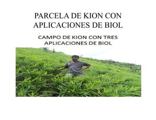 PARCELA DE KION CON
APLICACIONES DE BIOL
 