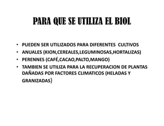 PARA QUE SE UTILIZA EL BIOL
• PUEDEN SER UTILIZADOS PARA DIFERENTES CULTIVOS
• ANUALES (KION,CEREALES,LEGUMINOSAS,HORTALIZAS)
• PERENNES (CAFÉ,CACAO,PALTO,MANGO)
• TAMBIEN SE UTILIZA PARA LA RECUPERACION DE PLANTAS
DAÑADAS POR FACTORES CLIMATICOS (HELADAS Y
GRANIZADAS)
 