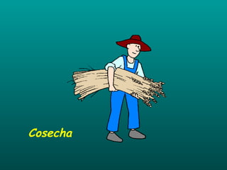 Cosecha 
