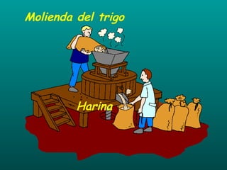 Molienda del trigo Harina 
