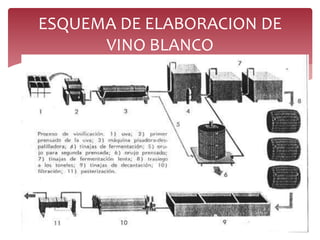 ESQUEMA DE ELABORACION DE
VINO BLANCO
 