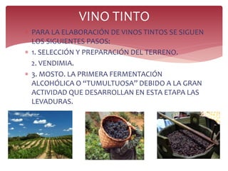 VINO TINTO
 PARA LA ELABORACIÓN DE VINOS TINTOS SE SIGUEN
LOS SIGUIENTES PASOS:
 1. SELECCIÓN Y PREPARACIÓN DEL TERRENO.
2. VENDIMIA.
 3. MOSTO. LA PRIMERA FERMENTACIÓN
ALCOHÓLICA O “TUMULTUOSA” DEBIDO A LA GRAN
ACTIVIDAD QUE DESARROLLAN EN ESTA ETAPA LAS
LEVADURAS.
 