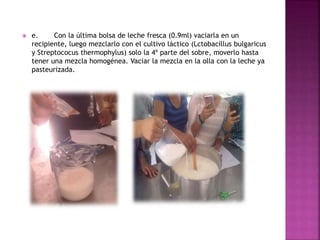  e. Con la última bolsa de leche fresca (0.9ml) vaciarla en un
recipiente, luego mezclarlo con el cultivo láctico (Lctobacillus bulgaricus
y Streptococus thermophylus) solo la 4º parte del sobre, moverlo hasta
tener una mezcla homogénea. Vaciar la mezcla en la olla con la leche ya
pasteurizada.
 