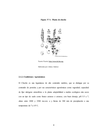 Figura Nº 1: Planta de chocho 
Fuente: Fuente: http://www.rlc.fao.org 
Elaborado por: Liliana Jiménez 
8 
2.1.2. Condiciones Agronómicas 
El Chocho es una leguminosa de alto contenido nutritivo, que se distingue por su 
contenido de proteína y por sus características agronómicas como: rugosidad, capacidad 
de fijar nitrógeno atmosférico a la planta adaptabilidad a medios ecológicos más secos 
con un tipo de suelo como franco arenoso o arenoso, con buen drenaje, pH 5.5 a 7, 
altura entre 2800 y 3500 ms.n.m. a y lluvias de 300 mm de precipitación a una 
temperatura de 7 a 14º C. 
 
