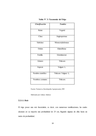 Tabla Nº 3: Taxonomía del Trigo 
Clasificación Nombre 
Reino Vegetal 
Clase Angiospermae 
Subclase Monocotyledoneae 
Orden Glumiflorae 
Familia Graminaceae 
Género Triticum 
Especie Vulgare L. 
Nombre científico Triticum Vulgare L. 
Nombres comunes Triticum 
Fuente: Terranova, Enciclopedia Agropecuaria ,1995 
14 
Elaborado por: Liliana Jiménez 
2.2.1.1. Raíz 
El trigo posee una raíz fasciculada, es decir, con numerosas ramificaciones, las cuales 
alcanzan en su mayoría una profundidad de 25 cm, llegando algunas de ellas hasta un 
metro de profundidad. 
 