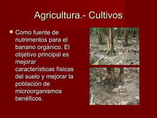 Agricultura.- CultivosAgricultura.- Cultivos
 Como fuente deComo fuente de
nutrimentos para elnutrimentos para el
banano orgánico. Elbanano orgánico. El
objetivo principal esobjetivo principal es
mejorarmejorar
características físicascaracterísticas físicas
del suelo y mejorar ladel suelo y mejorar la
población depoblación de
microorganismosmicroorganismos
benéficos.benéficos.
 