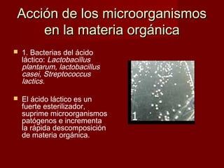 Acción de los microorganismosAcción de los microorganismos
en la materia orgánicaen la materia orgánica
 1. Bacterias del ácido
láctico: Lactobacillus
plantarum, lactobacillus
casei, Streptococcus
lactics.
 El ácido láctico es un
fuerte esterilizador,
suprime microorganismos
patógenos e incrementa
la rápida descomposición
de materia orgánica.
 