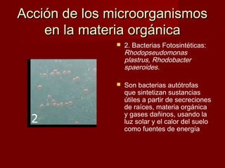  2. Bacterias Fotosintéticas:
Rhodopseudomonas
plastrus, Rhodobacter
spaeroides.
 Son bacterias autótrofas
que sintetizan sustancias
útiles a partir de secreciones
de raíces, materia orgánica
y gases dañinos, usando la
luz solar y el calor del suelo
como fuentes de energía
Acción de los microorganismosAcción de los microorganismos
en la materia orgánicaen la materia orgánica
 