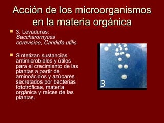  3. Levaduras:
Saccharomyces
cerevisiae, Candida utilis.
 Sintetizan sustancias
antimicrobiales y útiles
para el crecimiento de las
plantas a partir de
aminoácidos y azúcares
secretados por bacterias
fototróficas, materia
orgánica y raíces de las
plantas.
Acción de los microorganismosAcción de los microorganismos
en la materia orgánicaen la materia orgánica
 