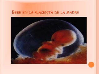 Bebe en la placenta de la madre