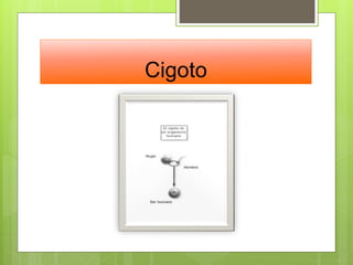 Cigoto
 