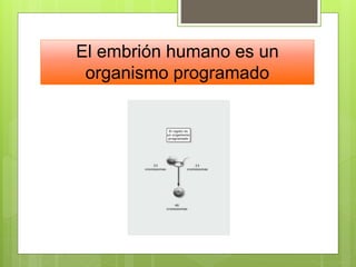 El embrión humano es un
organismo programado
 