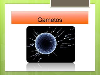 Gametos
 