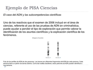 Ejemplo de PISA Ciencias
El caso del ADN y las subcompetencias científicas
Uno de los reactivos que el examen de 2006 incluyó en el área de
ciencias, referente al uso de las pruebas de ADN en criminalística,
puede ayudar a percibir el tipo de exploración que permite valorar la
identificación de los asuntos científicos y la explicación científica de los
fenómenos.
Foto de los perfiles de ADN de dos personas. Las barras son diferentes fragmentos del ADN de cada persona. Cada
persona tiene un patrón de barras distinto. Como las huellas dactilares, estos patrones de ADN pueden identificar a
una persona.
 