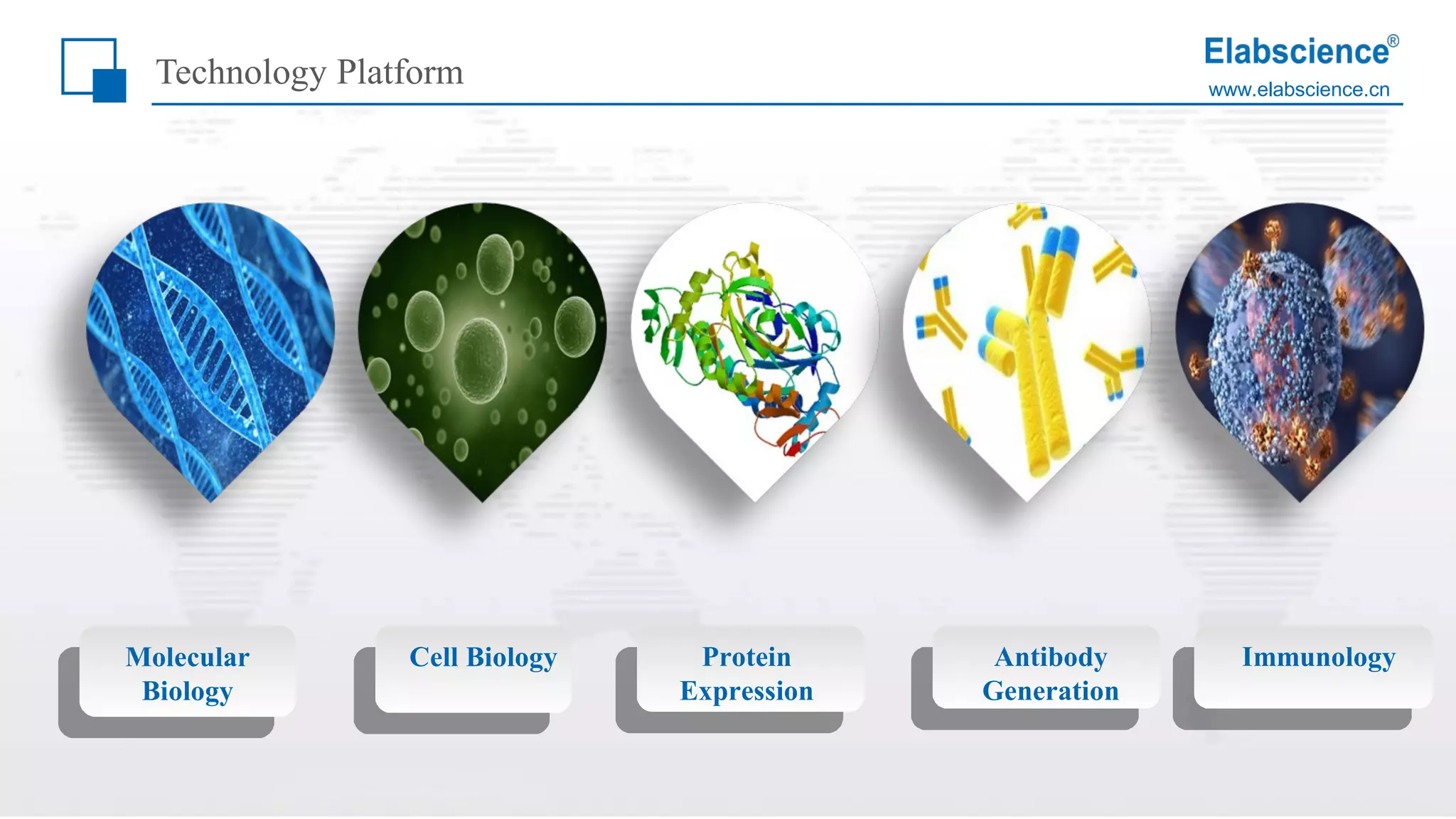 www.elabscience.cn
Technology Platform
Molecular
Biology
Cell Biology Protein
Expression
Antibody
Generation
Immunology
 