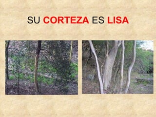 SU CORTEZA ES LISA
