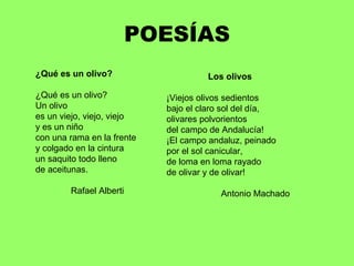 POESÍAS ¿Qué es un olivo? ¿Qué es un olivo? Un olivo  es un viejo, viejo, viejo  y es un niño  con una rama en la frente  y colgado en la cintura  un saquito todo lleno  de aceitunas.  Rafael Alberti Los olivos ¡Viejos olivos sedientos  bajo el claro sol del día,  olivares polvorientos  del campo de Andalucía!  ¡El campo andaluz, peinado por el sol canicular, de loma en loma rayado de olivar y de olivar! Antonio Machado 