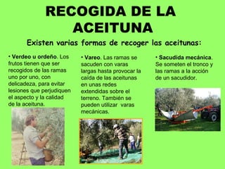RECOGIDA DE LA  ACEITUNA Existen varias formas de recoger las aceitunas: Verdeo u ordeño . Los frutos tienen que ser recogidos de las ramas uno por uno, con delicadeza, para evitar lesiones que perjudiquen el aspecto y la calidad de la aceituna. Vareo . Las ramas se sacuden con varas largas hasta provocar la caída de las aceitunas en unas redes extendidas sobre el terreno. También se pueden utilizar  varas mecánicas. Sacudida mecánica . Se someten el tronco y las ramas a la acción de un sacudidor.  
