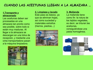 CUANDO LAS ACEITUNAS LLEGAN A LA ALMAZARA … 1.Transporte y almacenado Las aceitunas deben ser procesadas en una almazara tan pronto como sea posible, sobre todo si están muy maduras. Al llegar a la almazara se descargan en una tolva de recepción, y mediante una cinta transportadora pasan a la máquina limpiadora. 2. Limpieza y lavado Este paso es básico, ya que se eliminan hojas, así como suciedad y materiales extraños (hierros, piedras...)  3. Molienda La molienda tiene como fin  la rotura de los tejidos vegetales, es decir, se trituran las aceitunas, consiguiéndose una pasta homogénea.  