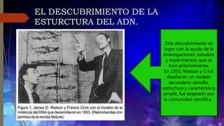 EL DESCUBRIMIENTO DE LA
ESTURCTURA DEL ADN.
Este descubrimiento se
logro con la ayuda de la
investigaciones, estudios
y experimentos que se
hizo anteriormente.
En 1953, Watson y Crick
diseñaron un modelo
secundario sencillo,
estructura y característica
simple, fue aceptado por
la comunidad científica .
 