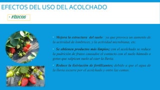 EFECTOS DEL USO DEL ACOLCHADO
 Mejora la estructura del suelo: ya que provoca un aumento de
la actividad de lombrices, y la actividad microbiana, etc.
 Se obtienen productos más limpios; con el acolchado se reduce
la pudrición de frutos causados el contacto con el suelo húmedo o
gotas que salpican suelo al caer la lluvia.
 Reduce la lixiviación de fertilizantes; debido a que el agua de
la lluvia escurre por el acolchado y entre las camas.
 