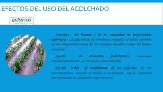 EFECTOS DEL USO DEL ACOLCHADO
 Aumento del humus y de la capacidad de intercambio
catiónico.- La adición de la cobertera orgánica al suelo estimula
la descomposición tanto de los residuos añadidos como del humus
existente
 Aporte de elementos fertilizantes: aumentan
considerablemente el nitrógeno mineralizable
 Efectos sobre el rendimiento de los cultivos.- Se ven
incrementados cuando se utiliza el acolchado, así lo constatan
los resultados de diferentes experimentos
 