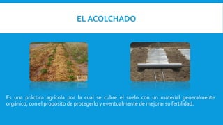 EL ACOLCHADO
Es una práctica agrícola por la cual se cubre el suelo con un material generalmente
orgánico, con el propósito de protegerlo y eventualmente de mejorar su fertilidad.
 