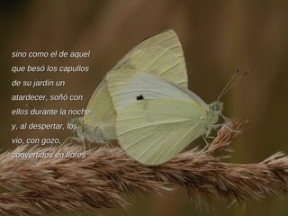 sino como el de aquel que besó los capullos de su jardín un atardecer, soñó con ellos durante la noche y, al despertar, los vio, con gozo, convertidos en flores 