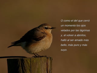 O como el del que cerró un momento los ojos velados por las lágrimas y, al volver a abrirlos, halló al ser amado más bello, más puro y más suyo. 
