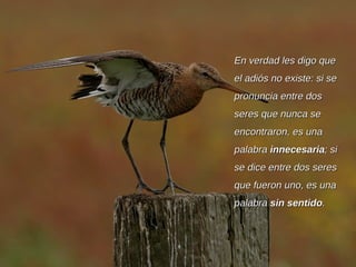 En verdad les digo que el adiós no existe: si se pronuncia entre dos seres que nunca se encontraron, es una palabra  innecesaria ;  si se dice entre dos seres que fueron uno, es una palabra  sin sentido . 