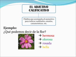 Ejemplo: ¿Qué podemos decir de la flor? hermosa olorosa rosada bella