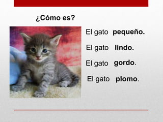 ¿Cómo es?
pequeño.
lindo.
gordo.
El gato
El gato
El gato
El gato plomo.
 